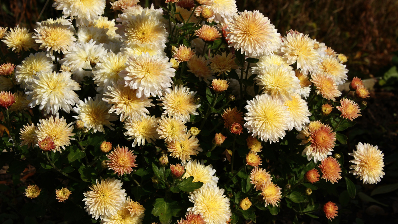 Букет желтых осенних цветов хризантемы с бутонами