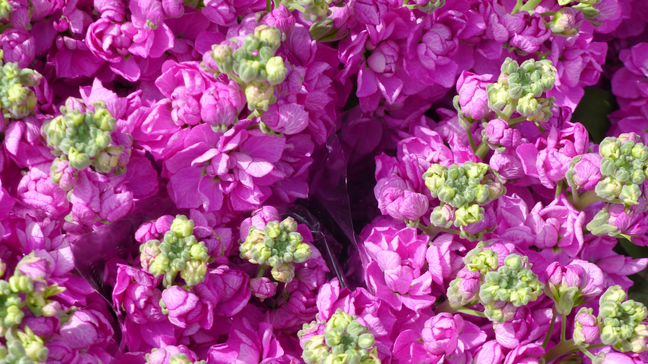 Букеты розовых цветов левкой  крупным планом