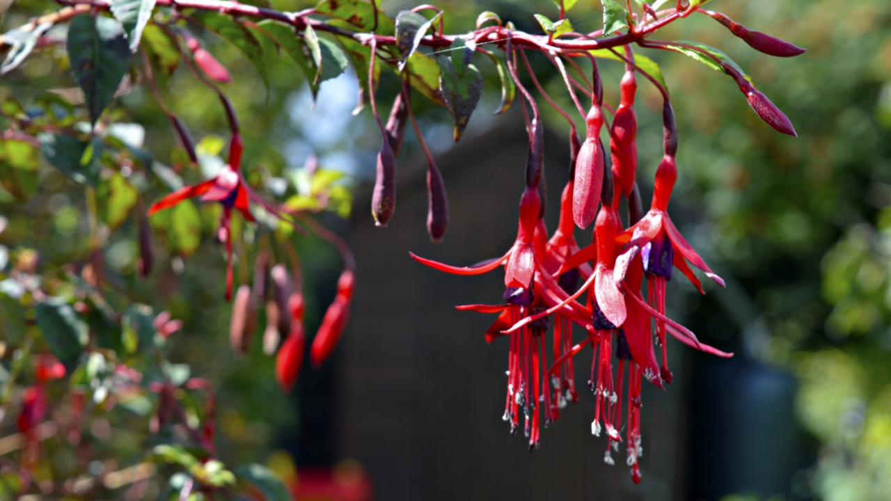 Ветка красных цветов фуксия