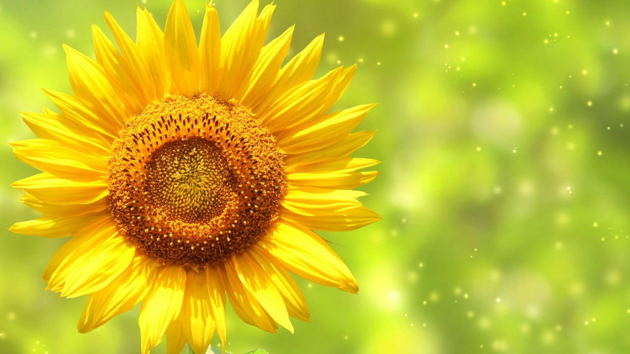 Яркий желтый цветок подсолнуха