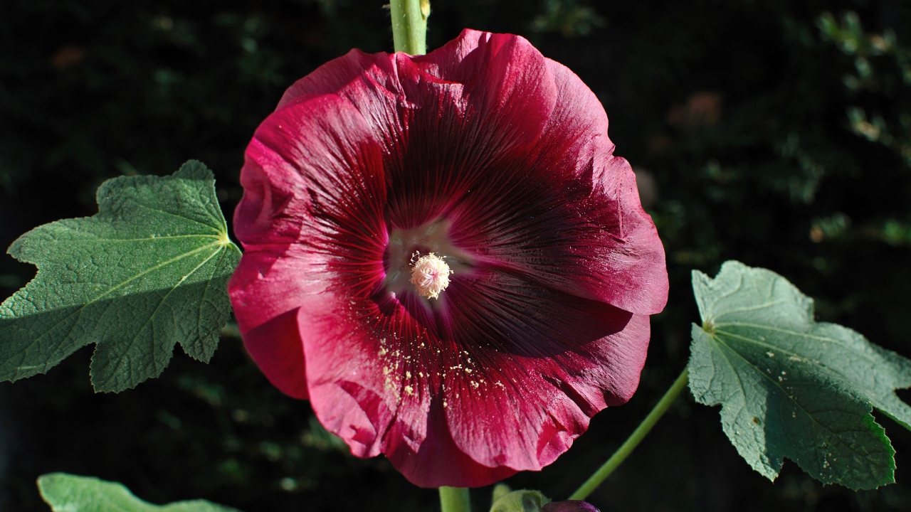 Бордовый цветок мальва крупным планом