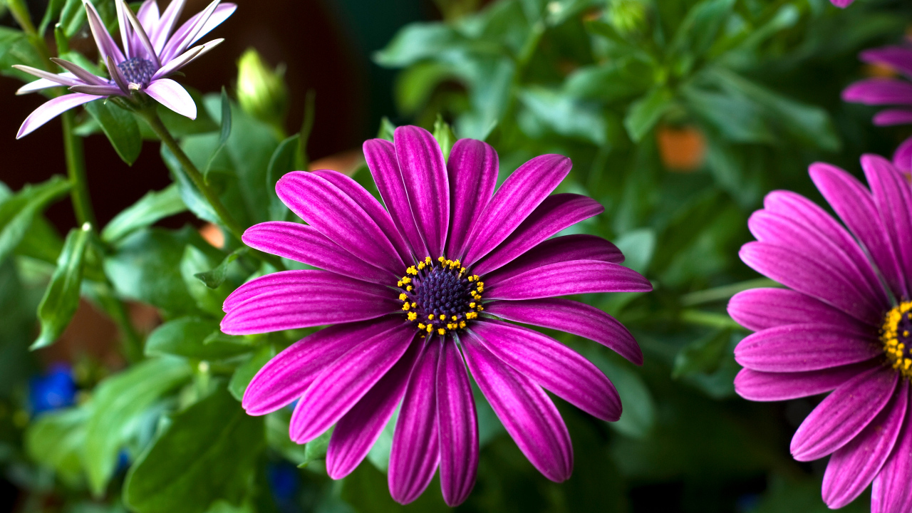 Цветок цинерария крупным планом