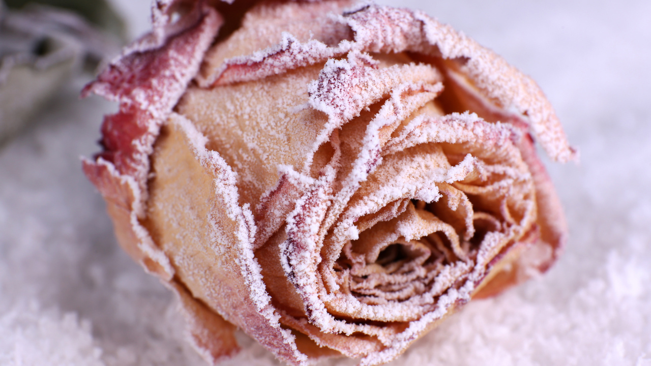 Покрытая инеем красная роза на снегу