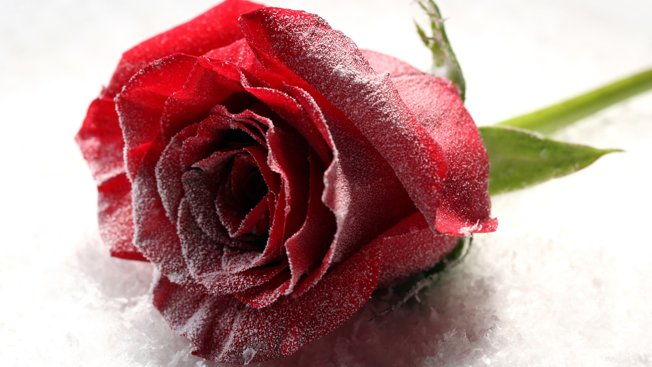 Покрытая инеем роза на снегу