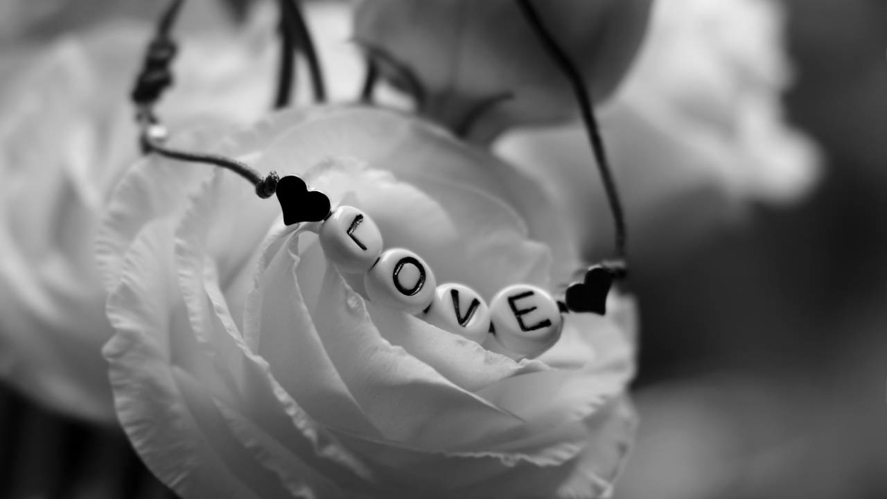 Украшение на белой розе черно - белое фото 