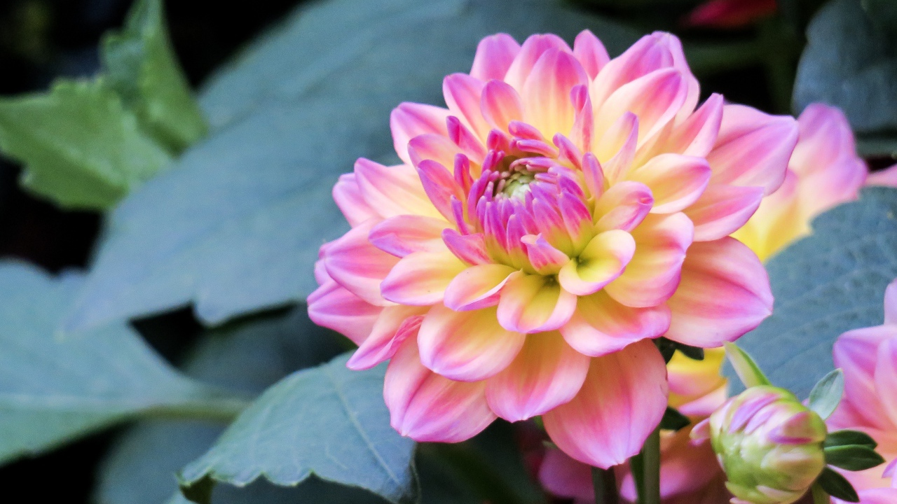 Нежный розовый цветок георгина на клумбе