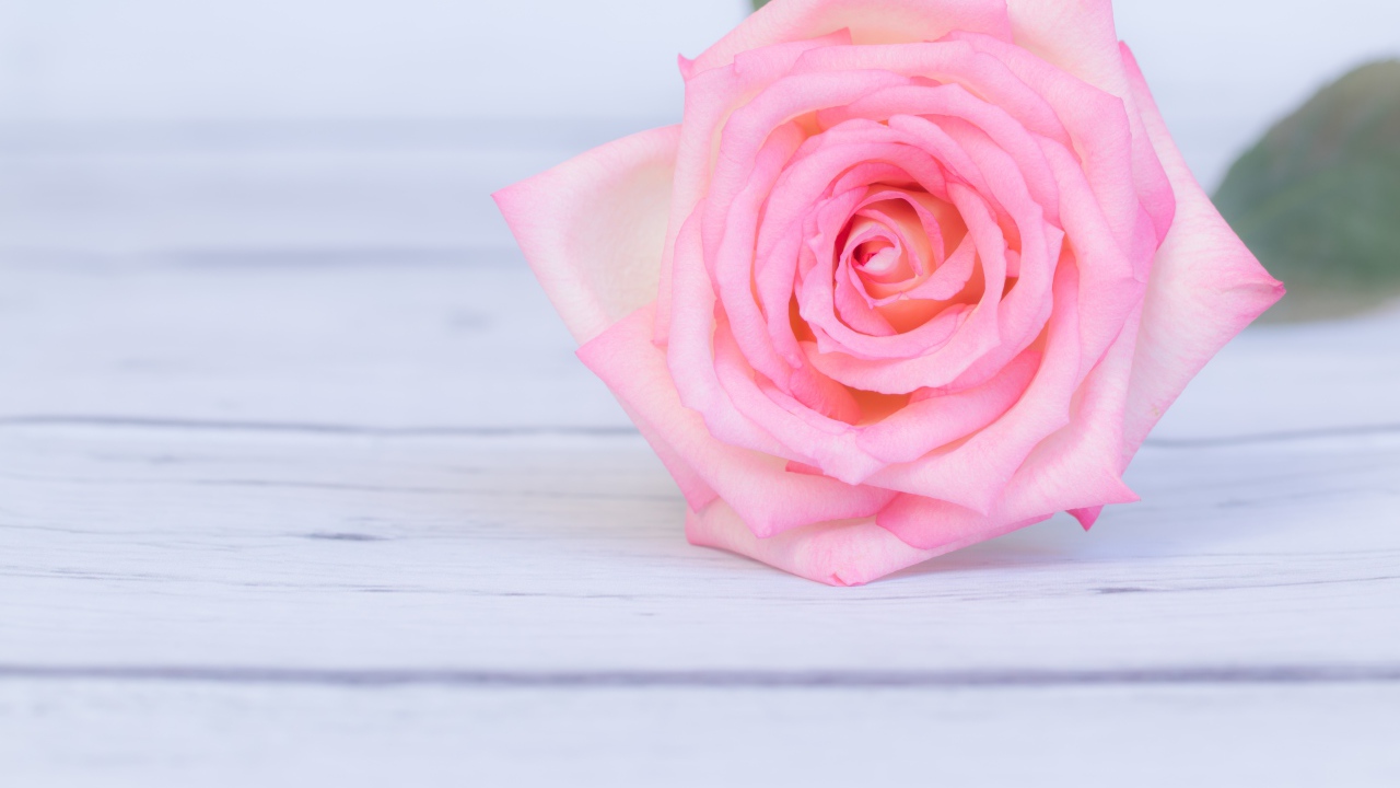 Нежная розовая роза на столе 