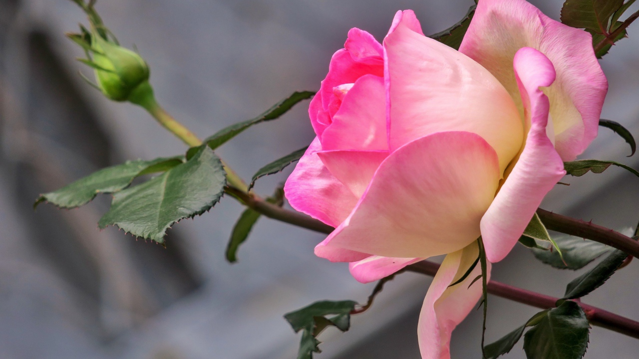 Нежная розовая роза с бутоном крупным планом