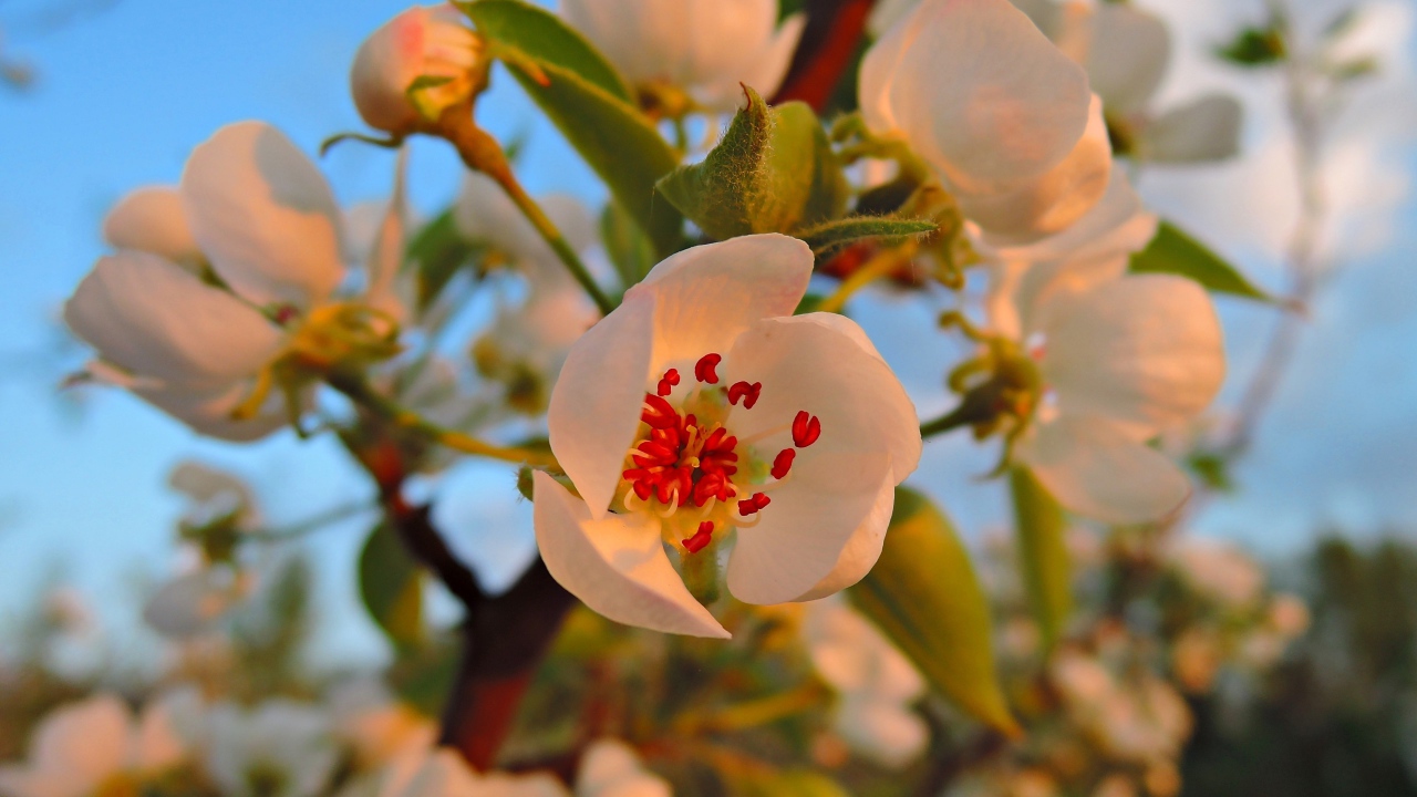 Нежные белые цветы яблони в лучах весеннего солнца