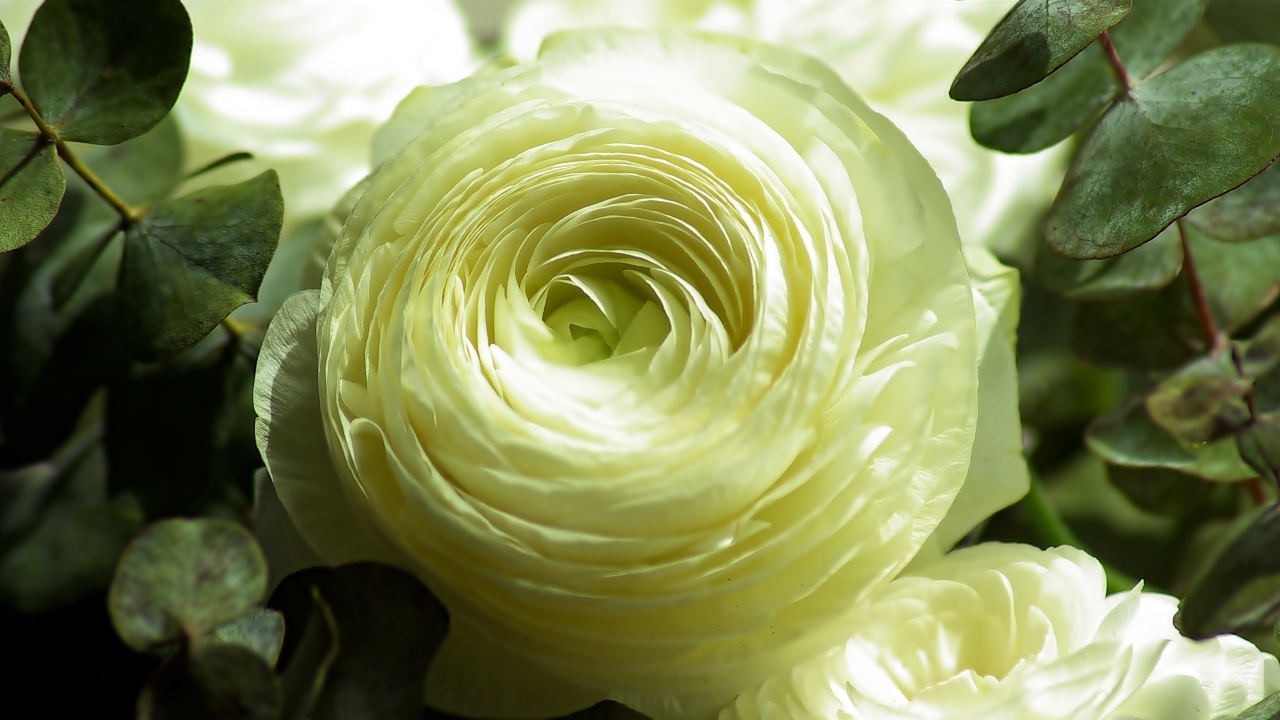 Нежный белый цветок лютика крупным планом