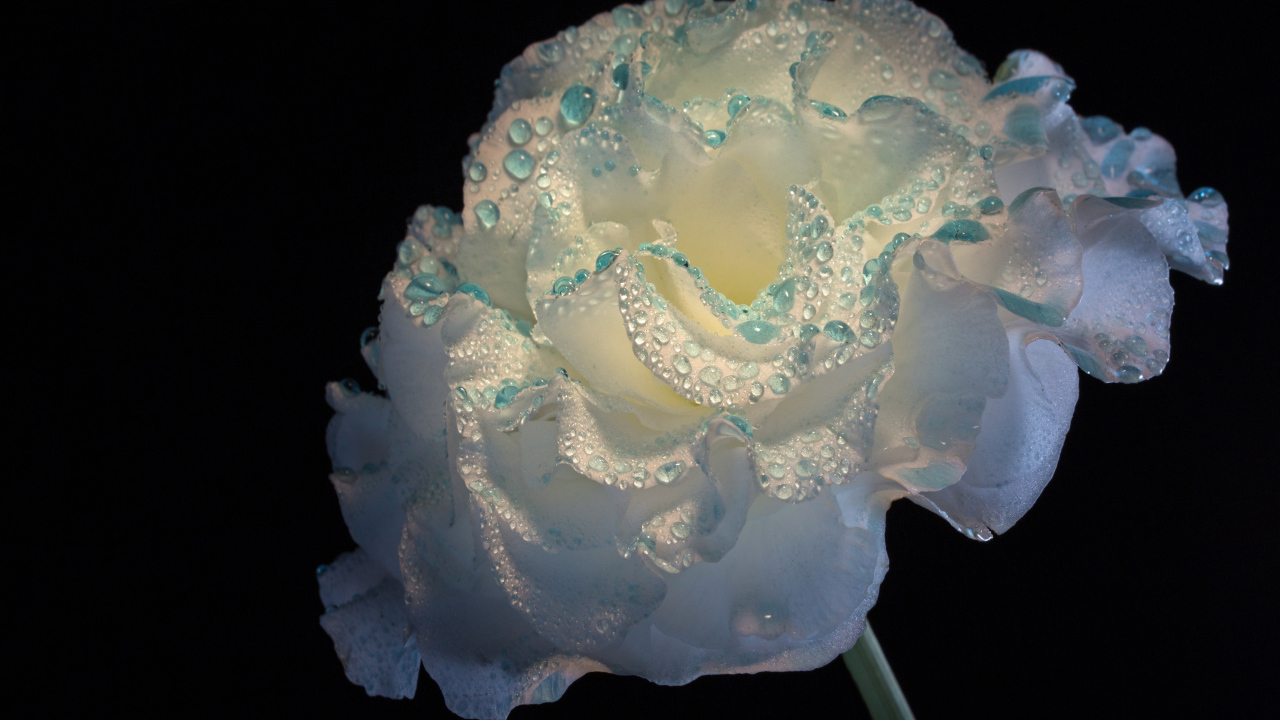 Нежный белый цветок в каплях росы на черном фоне