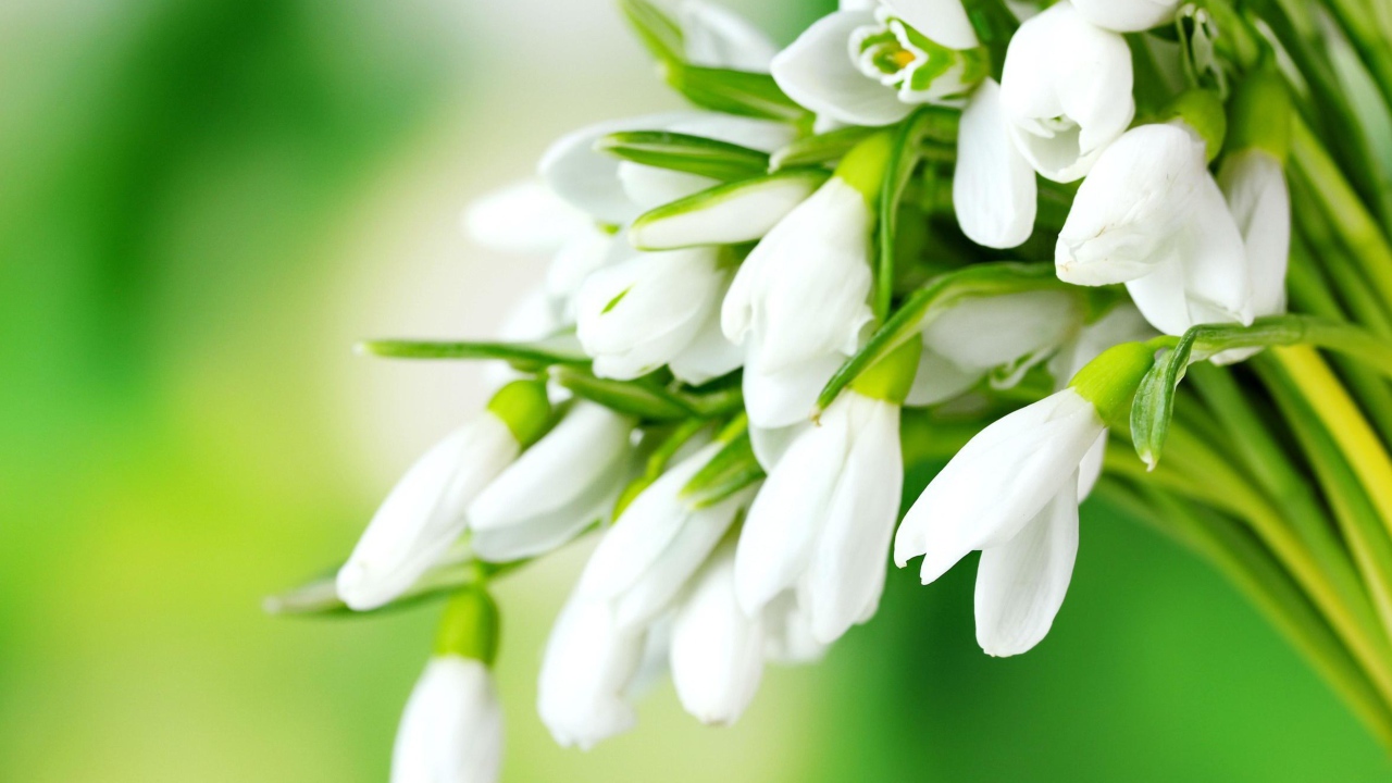 Нежные белые подснежники на зеленом фоне 