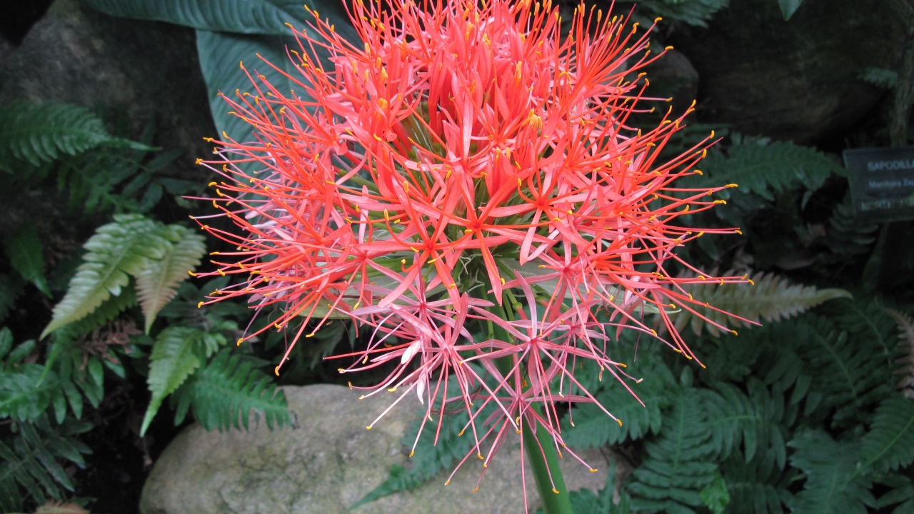 Мелкие розовые цветы папоротника