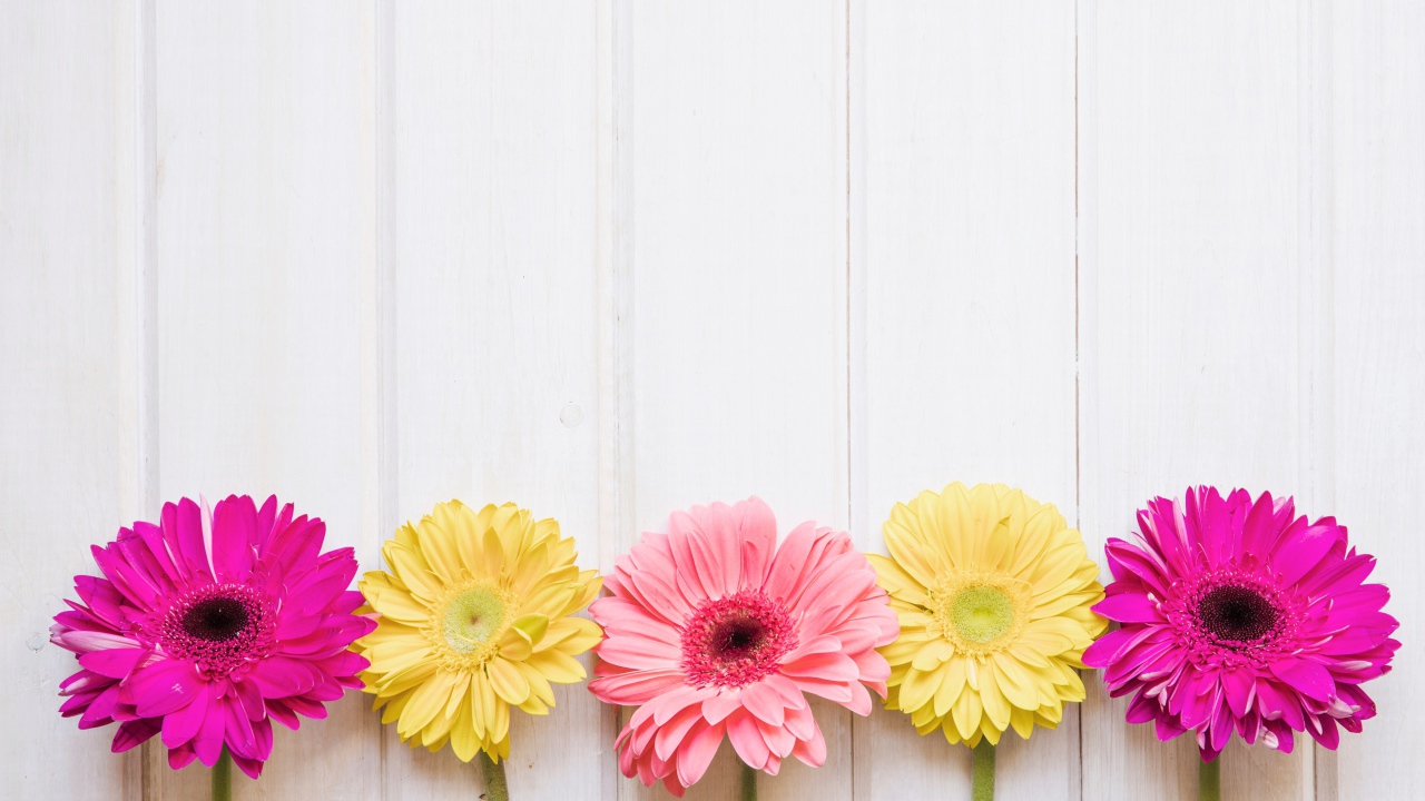 Пять разноцветных гербер на столе