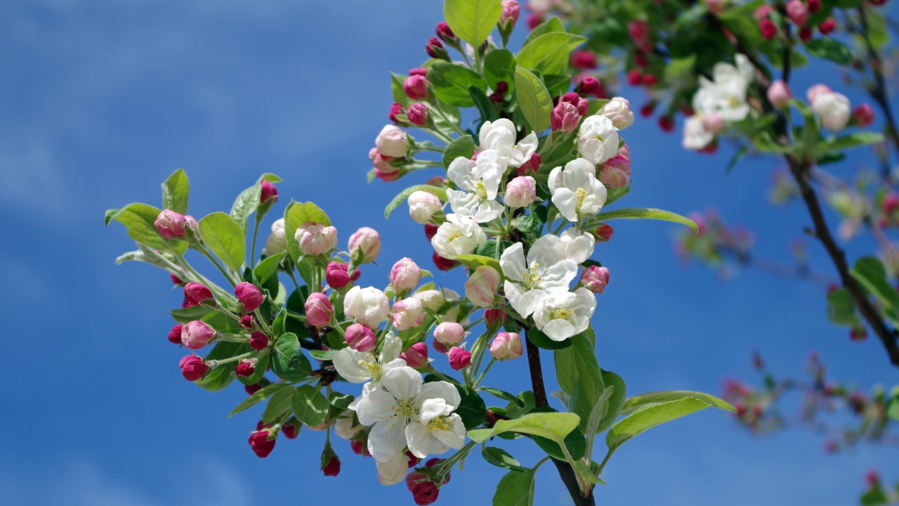 Цветущая весенняя ветка яблони