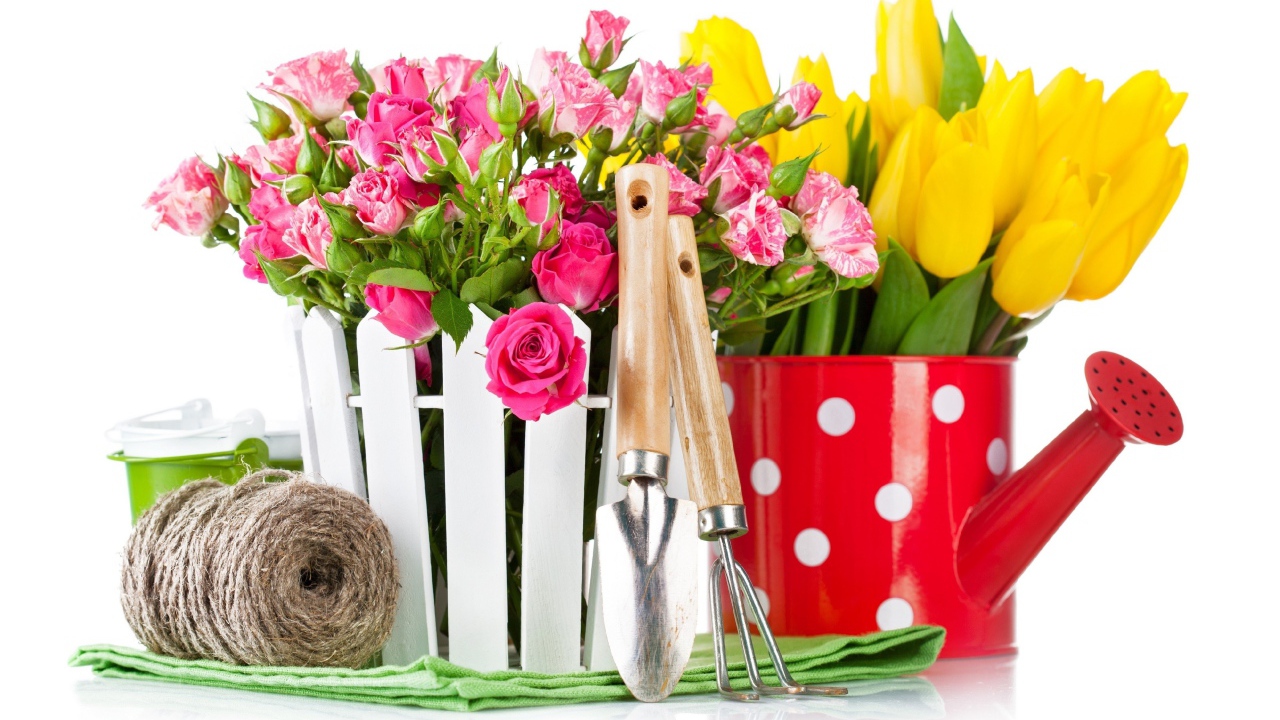 Цветы розовой розы и тюльпаны на белом фоне с садовыми инструментами