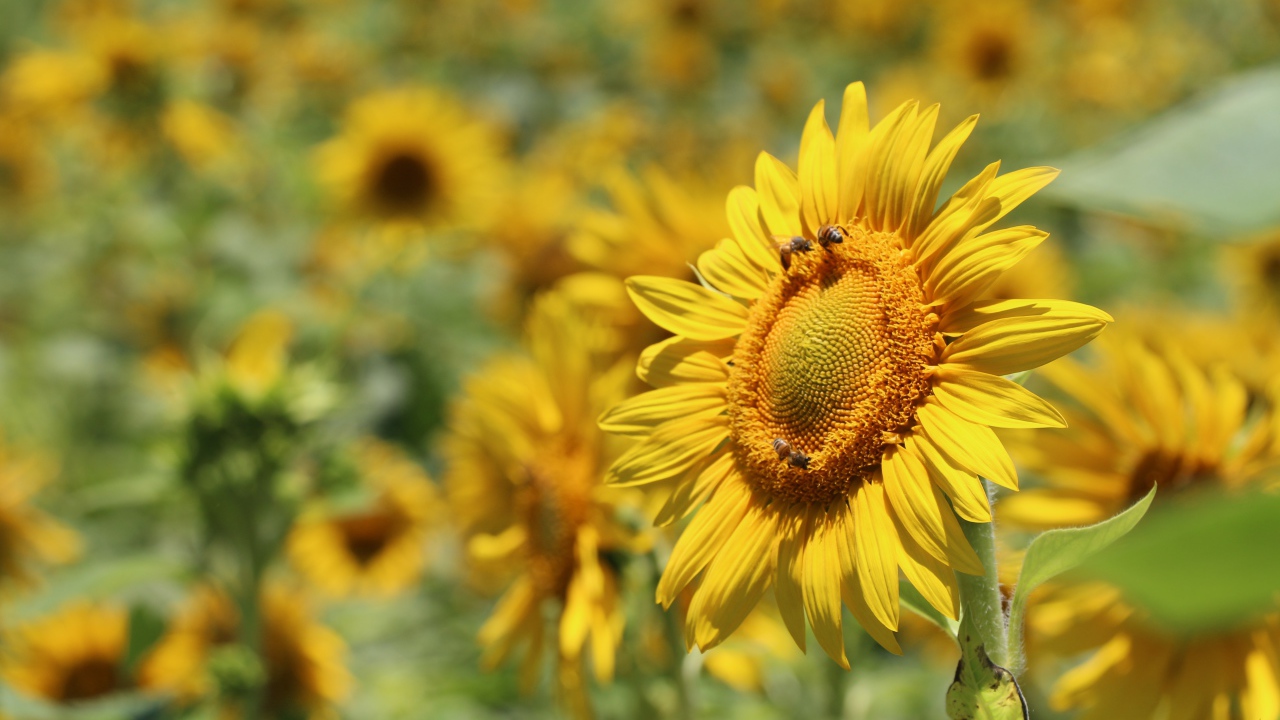Цветы подсолнуха с пчелами на поле