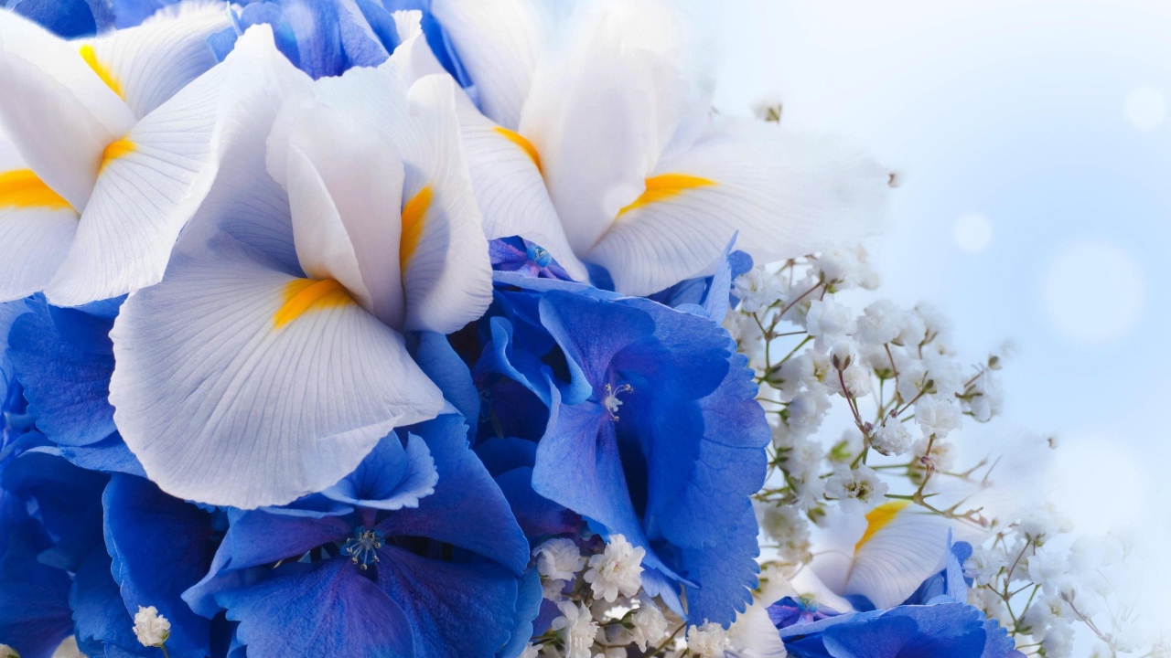 Цветы ириса, гортензии и гипсофилы крупным планом