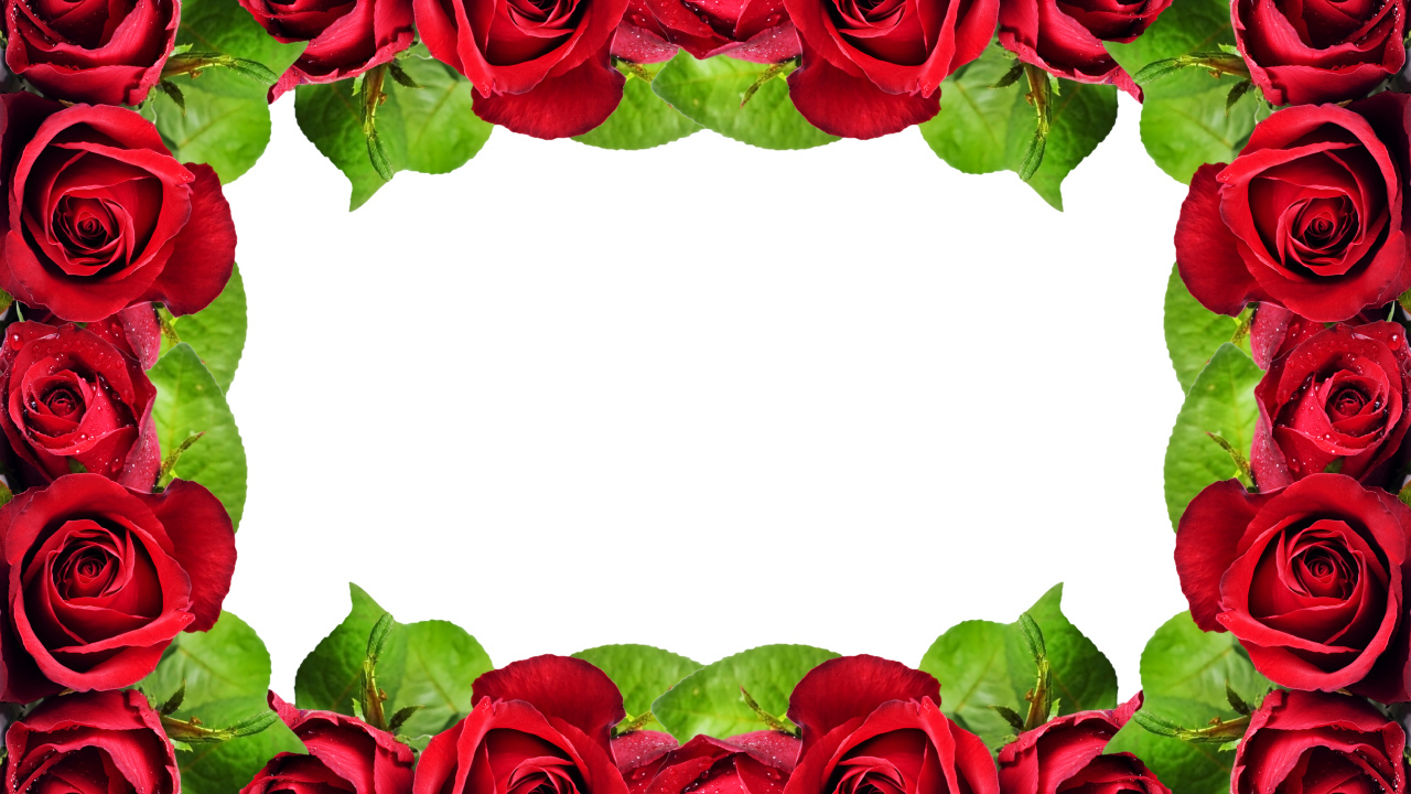 Рамка из красных роз на белом фоне