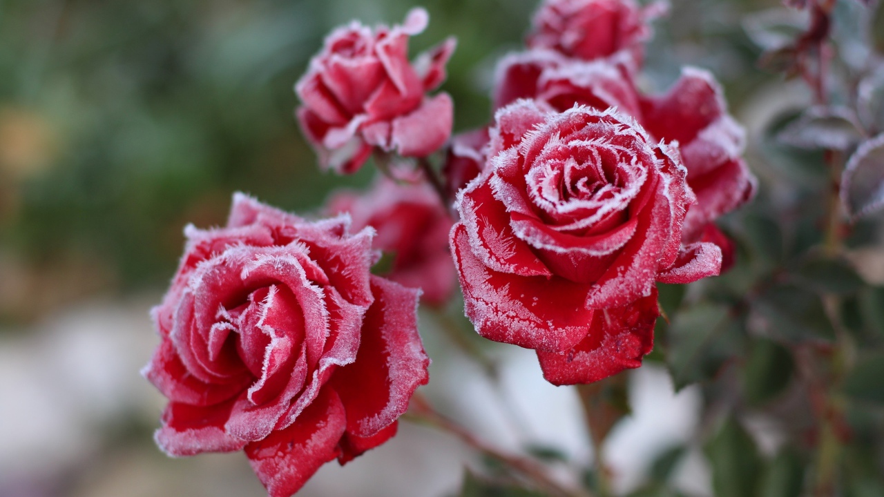 Покрытые инеем красные садовые розы