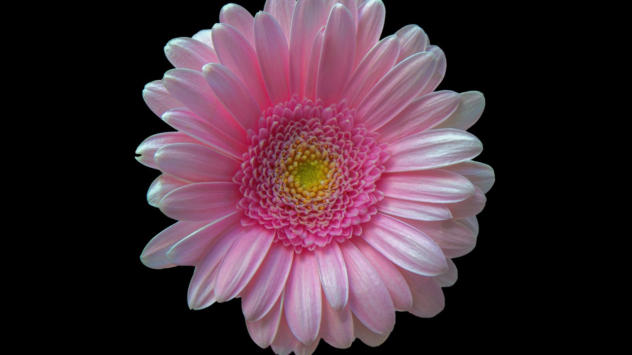 Нежная розовая гербера на черном фоне