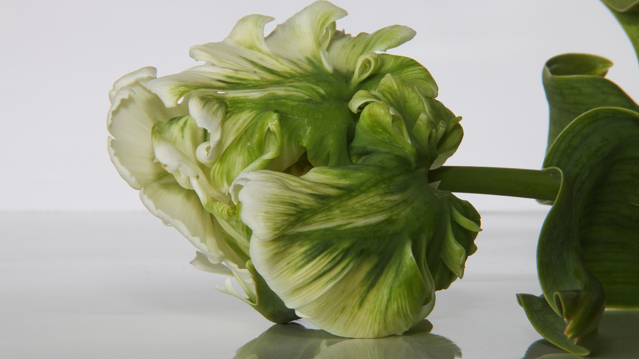 Зеленый с белым тюльпан крупным планом