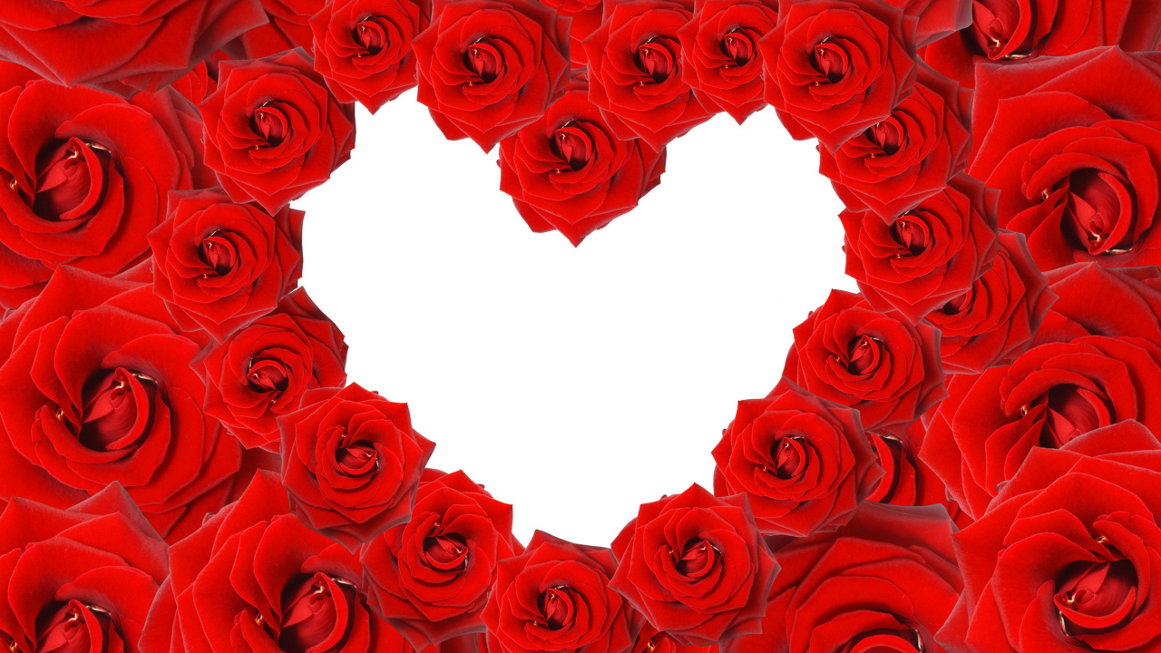 Сердце из красных роз на белом фоне