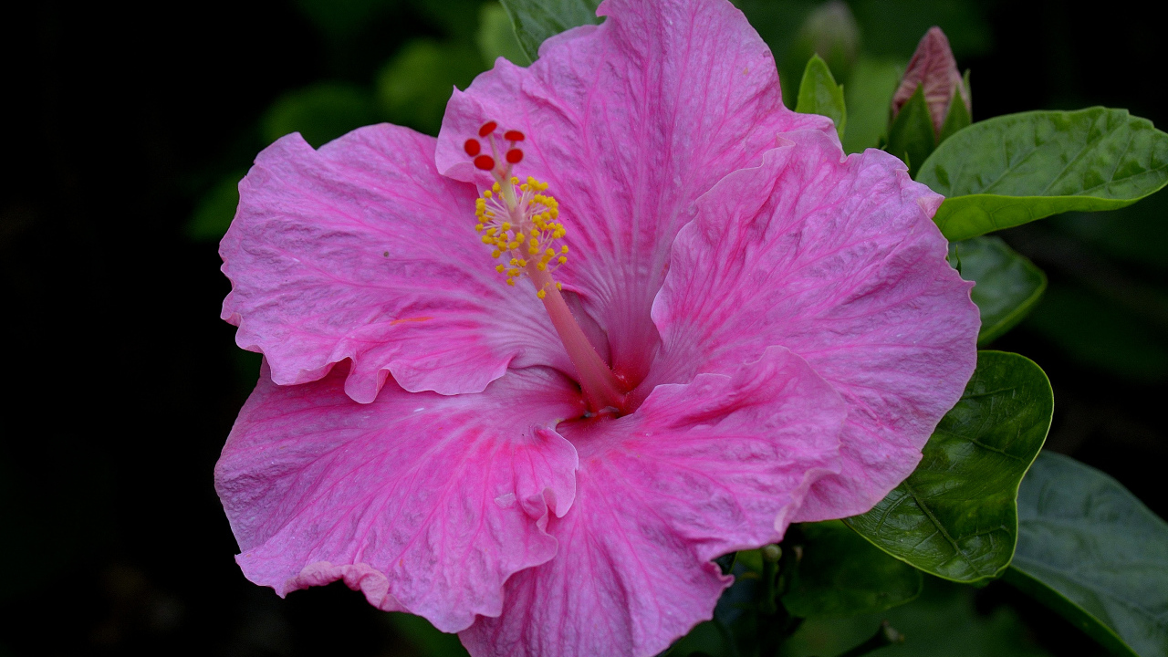 Большой красивый розовый цветок гибискуса