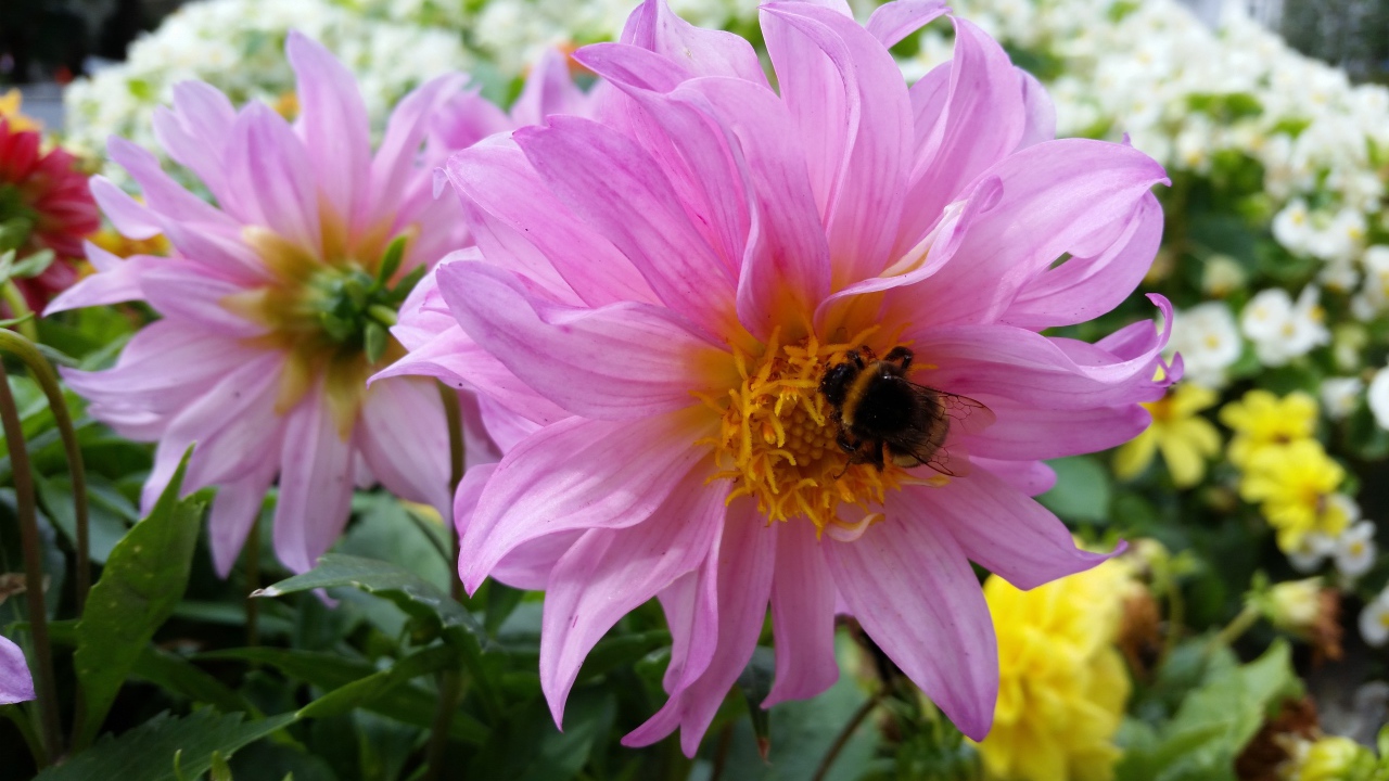 Крупные сиреневые георгины на клумбе