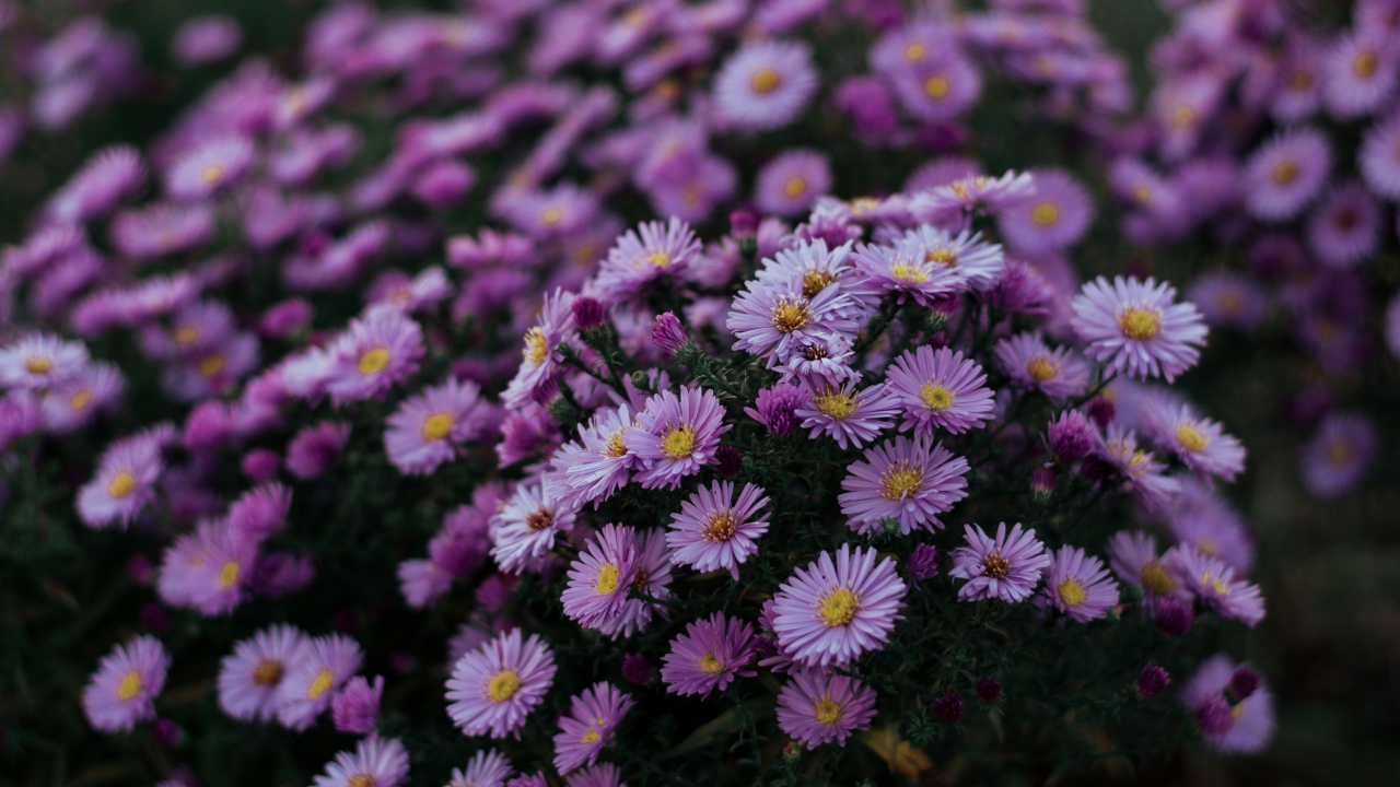 Сиреневые осенние цветы сентябринка 