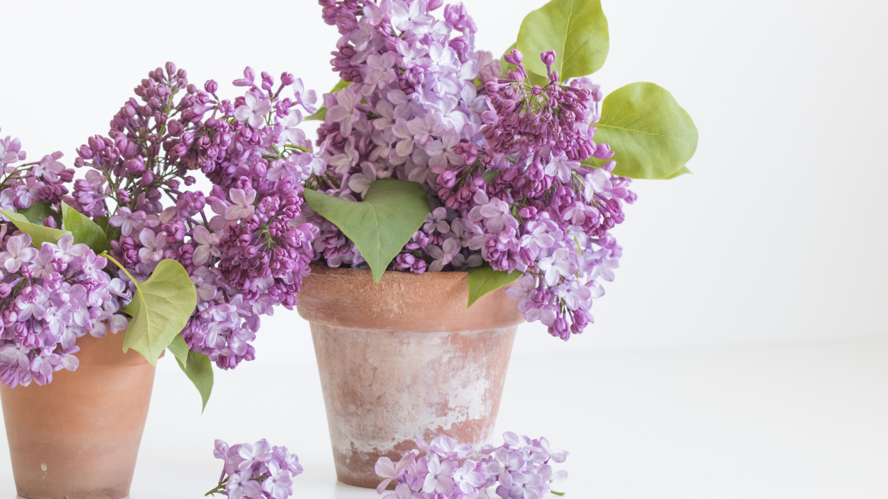 Цветы сирени в горшках на белом фоне