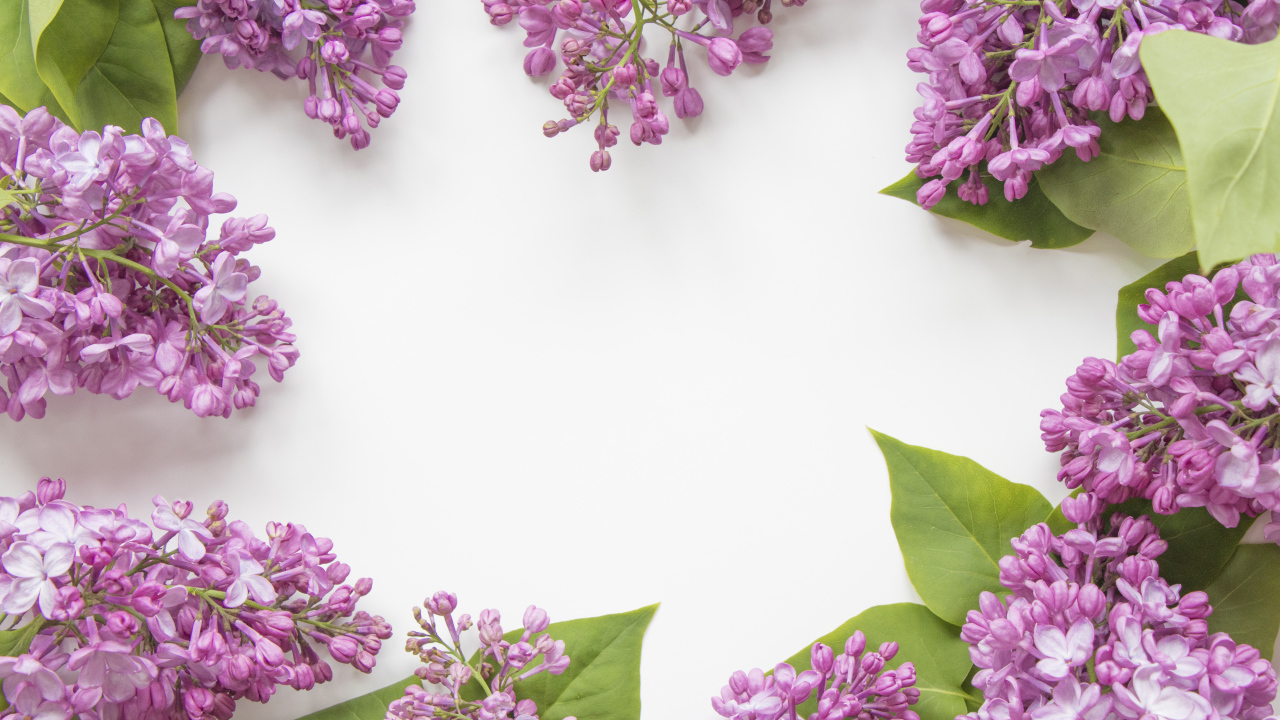 Цветы сирени на сером фоне 