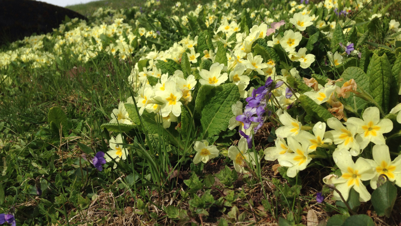 Маленькие первоцветы желтые цветы примулы