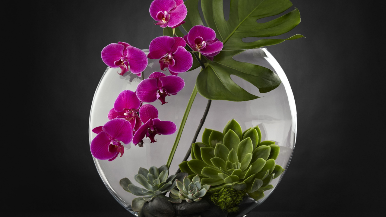Живой аквариум с цветами орхидеи на сером фоне