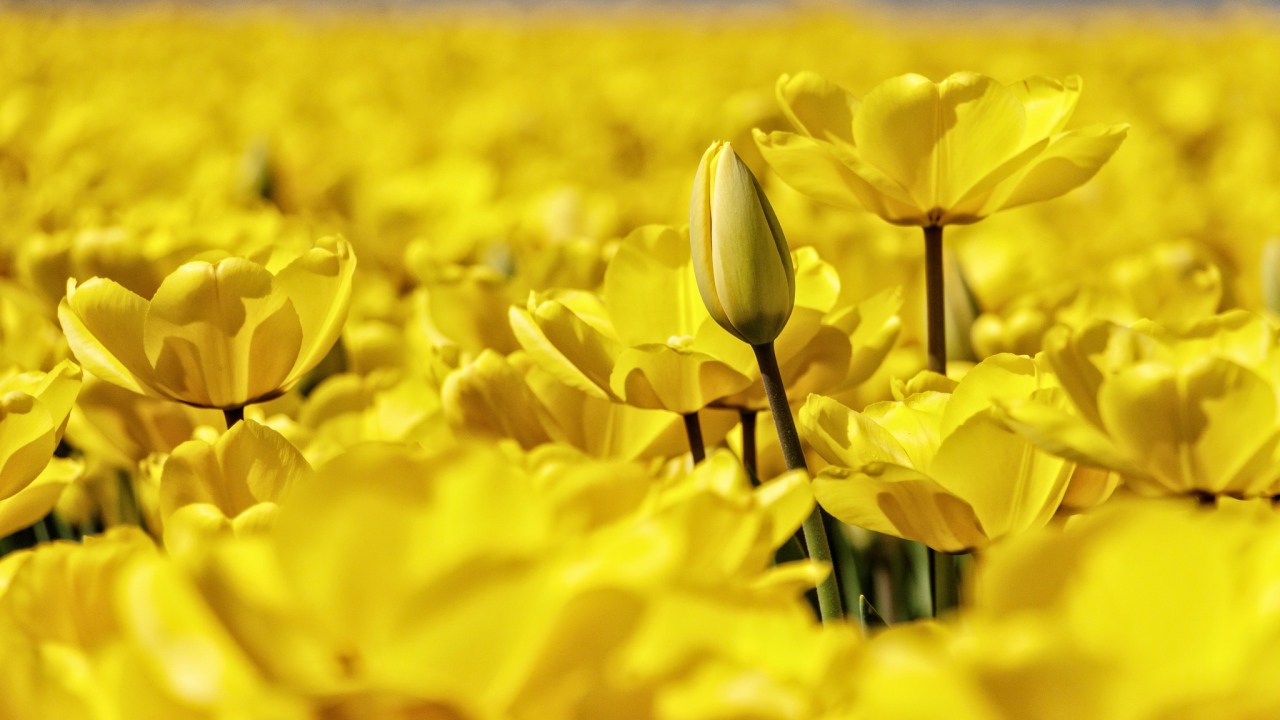 Много красивых желтых тюльпанов крупным планом