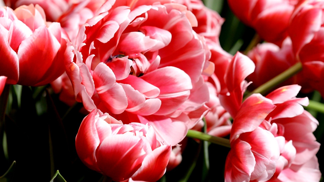 Много розово-белых тюльпанов крупным планом