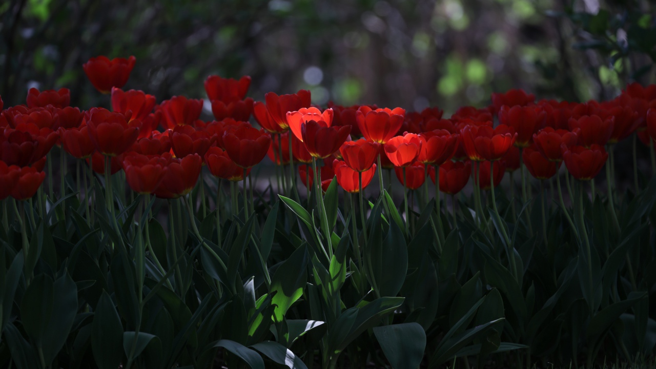 Много красных тюльпанов в  тени 