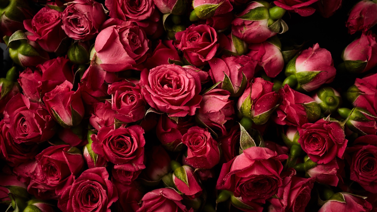 Много сорванных красных роз в каплях росы