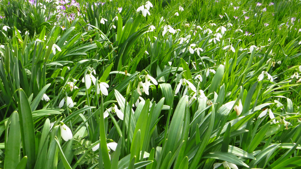 Много белых подснежников с зелеными листьями