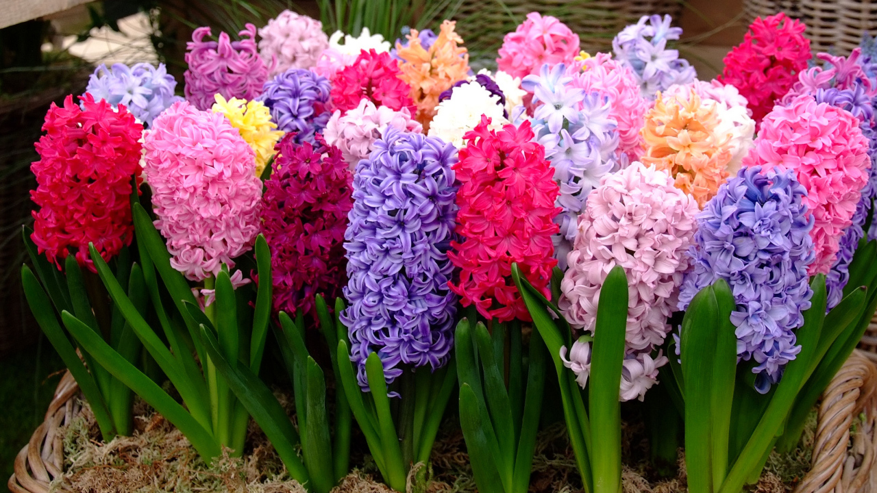 Разноцветные гиацинты крупным планом