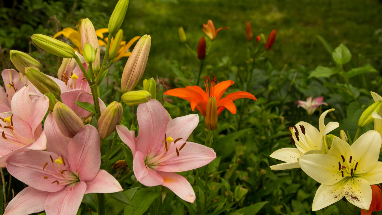 Разноцветные лилии с бутонами на клумбе в саду