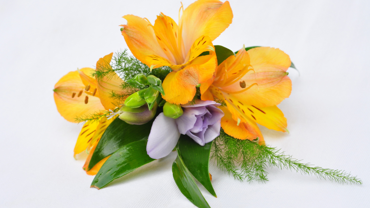 Оранжевые цветы альстромерия на белом фоне