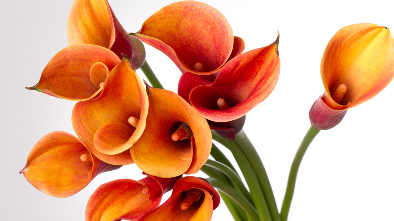 Оранжевые каллы на сером фоне крупным планом