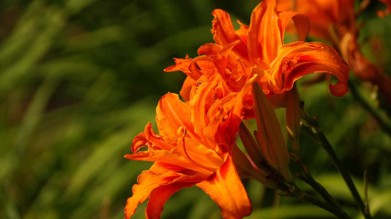 Оранжевые садовые лилии с бутонами