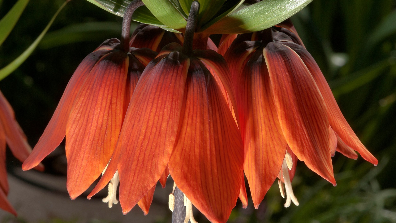 Оранжевые цветы рябчика крупным планом