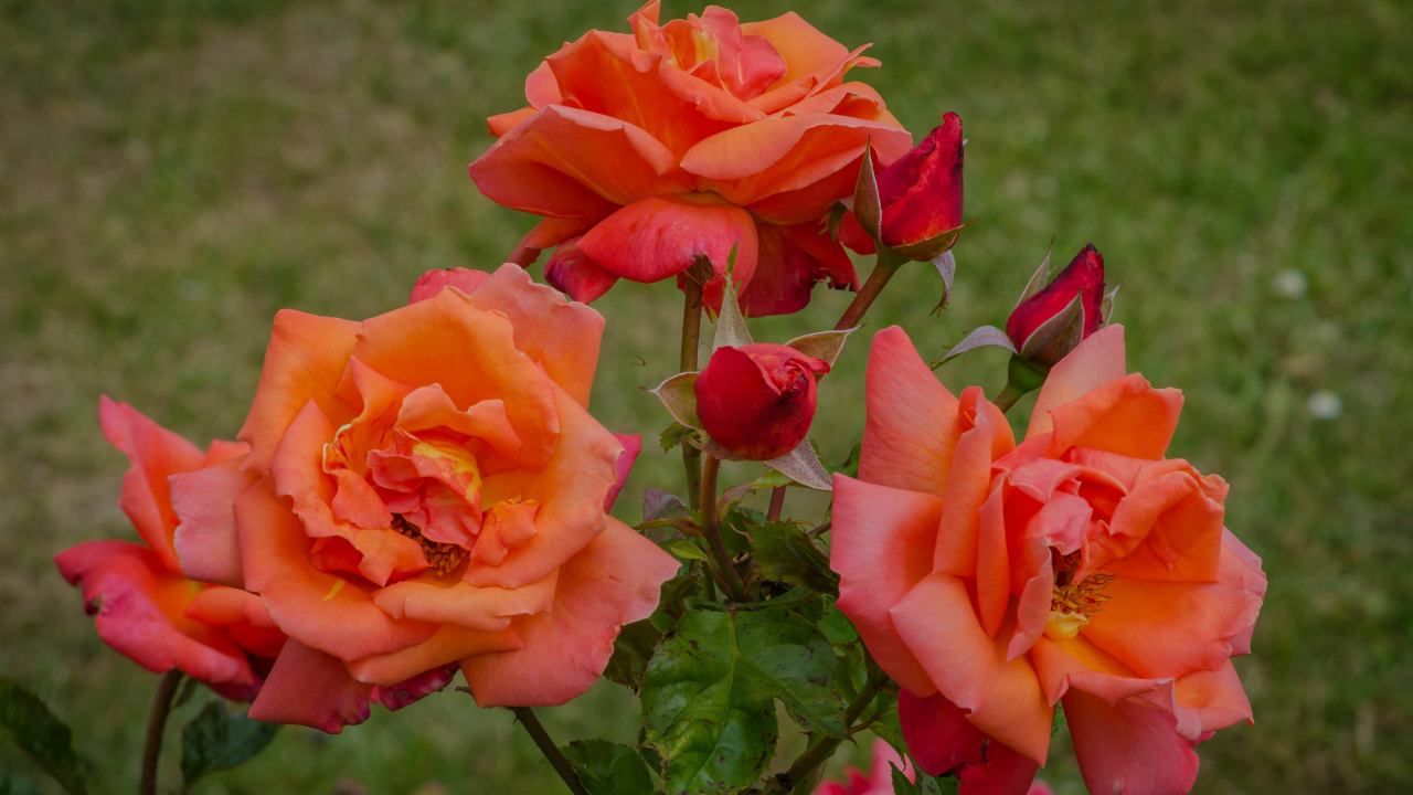 Оранжевые розы с бутонами на клумбе в саду