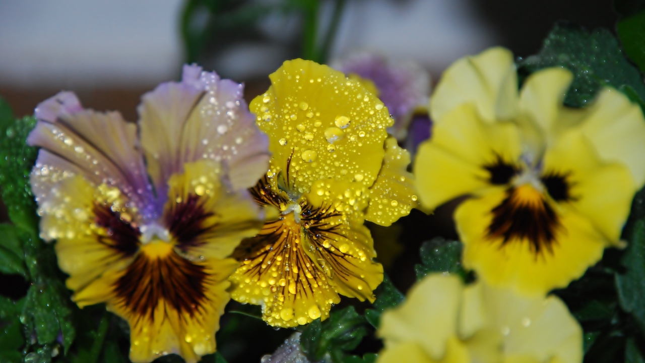 Цветы анютины глазки в каплях росы