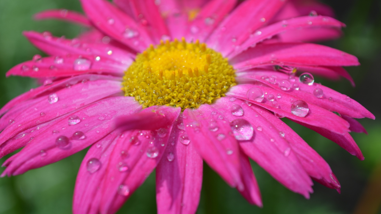 Розовый цветок эхинацеи в каплях дождя