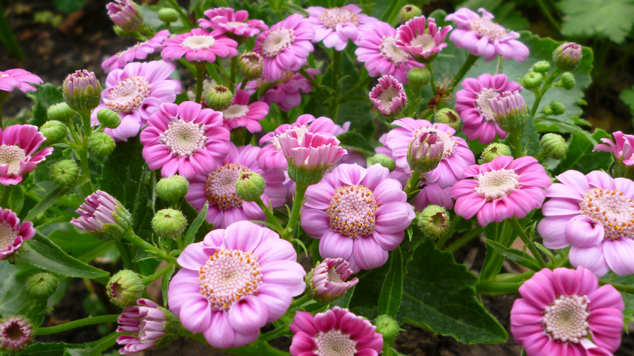 Розовые садовые цветы цинерария