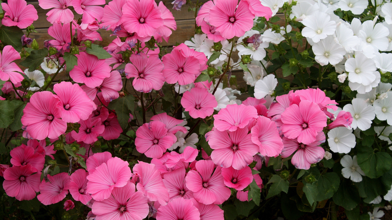 Розовые и белые садовые цветы лаватера